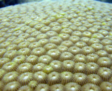 Ilha dos Meros e Ilha dos Ratos – Paraty – RJ