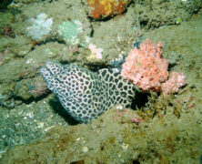 Ilha dos Currais – PR