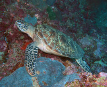 Sipadan – Malásia