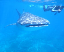 Mergulho em Coiba/Panamá