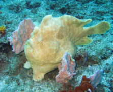 Mergulho na Praia do Tofo – Moçambique