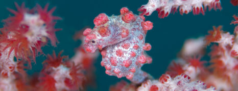 Mergulho em Sulawesi Norte – Indonésia