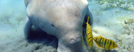 Mergulho na Indonésia