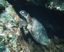 Laje de Santos – SP